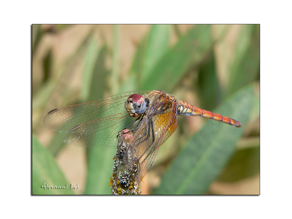 Ingiro con la libellula (4)