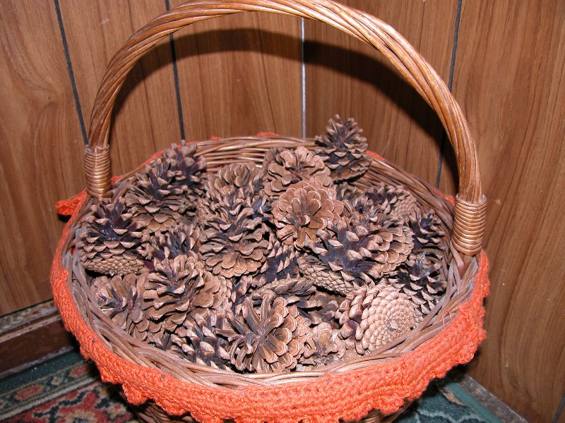 Pigne in bella mostra