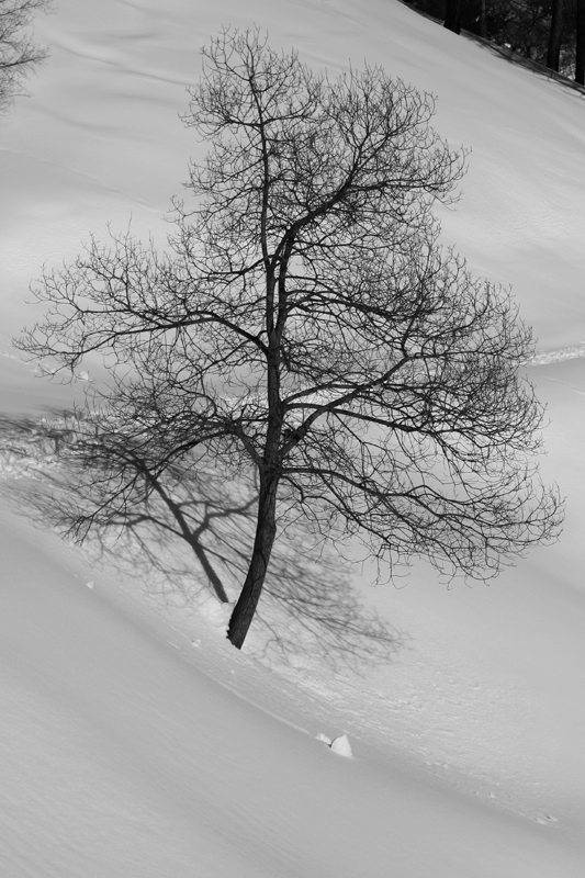 in the snow