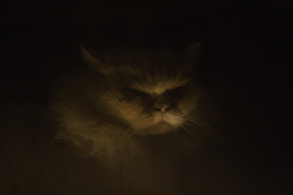 Creepy cat