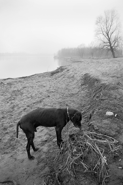 Cane, Rive del Po, Viadana