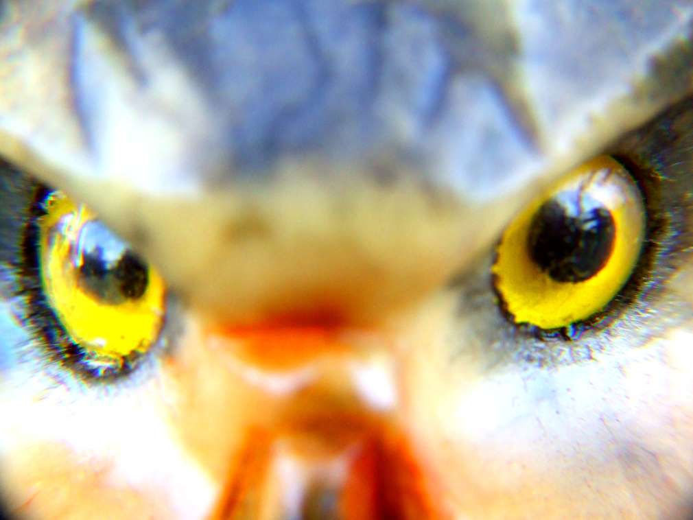 macro EYES