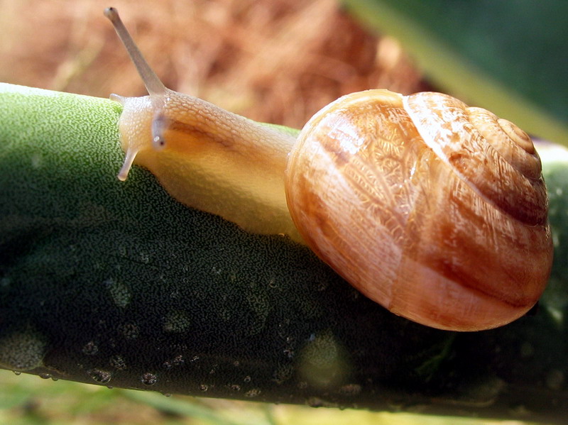 Lumaca