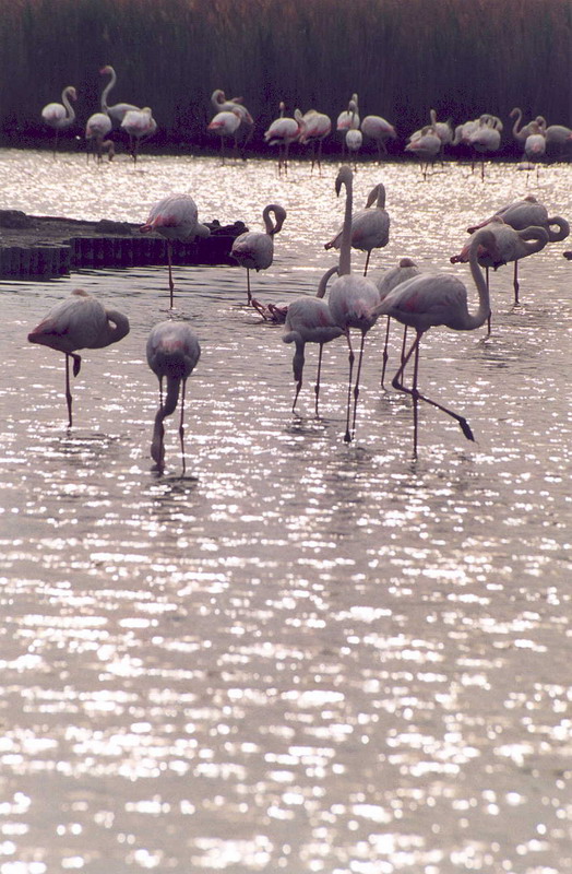 Fenicotteri (Camargue)