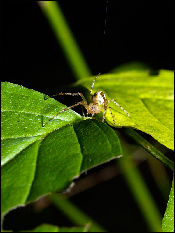 Scytodes thoracica