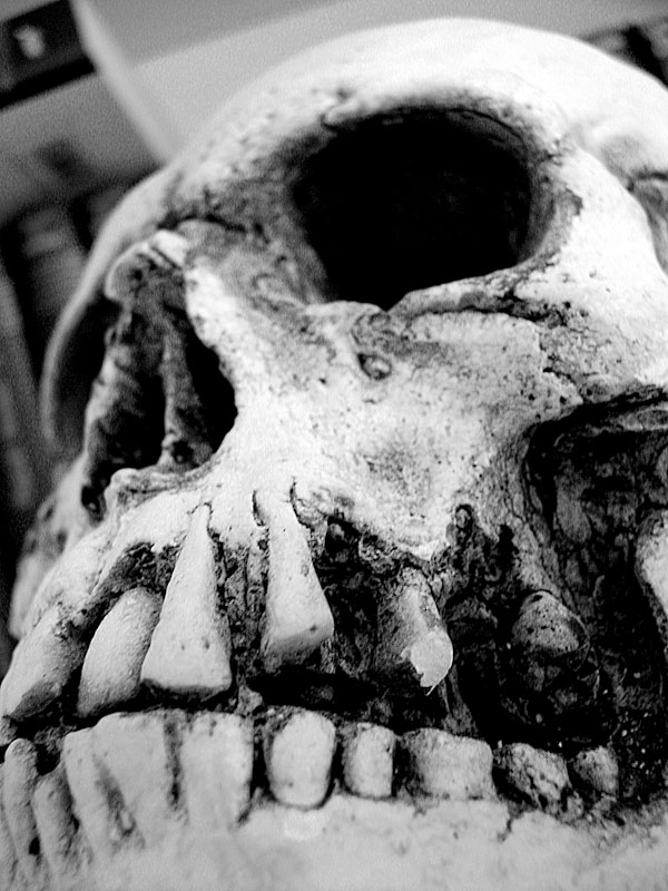 Skull
