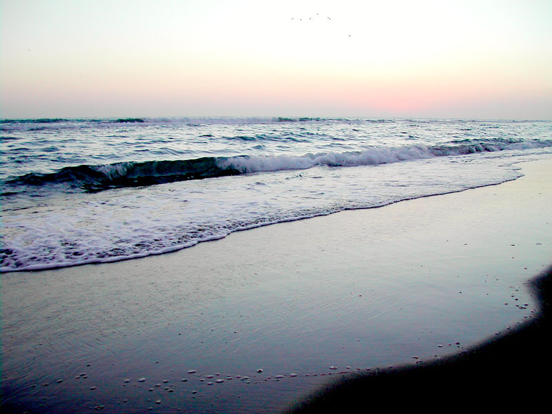 mare