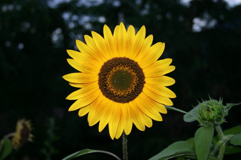 Sole
