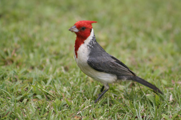 Hawaii - Fauna 2