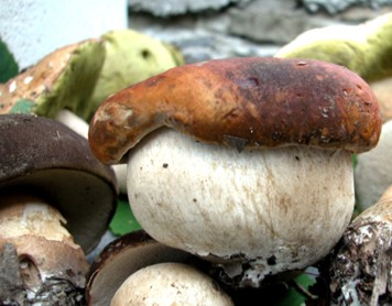 fungo ciccione