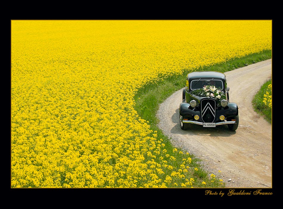 Oggi Sposi (di Frank_61)