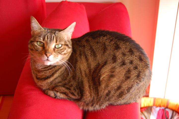frittella