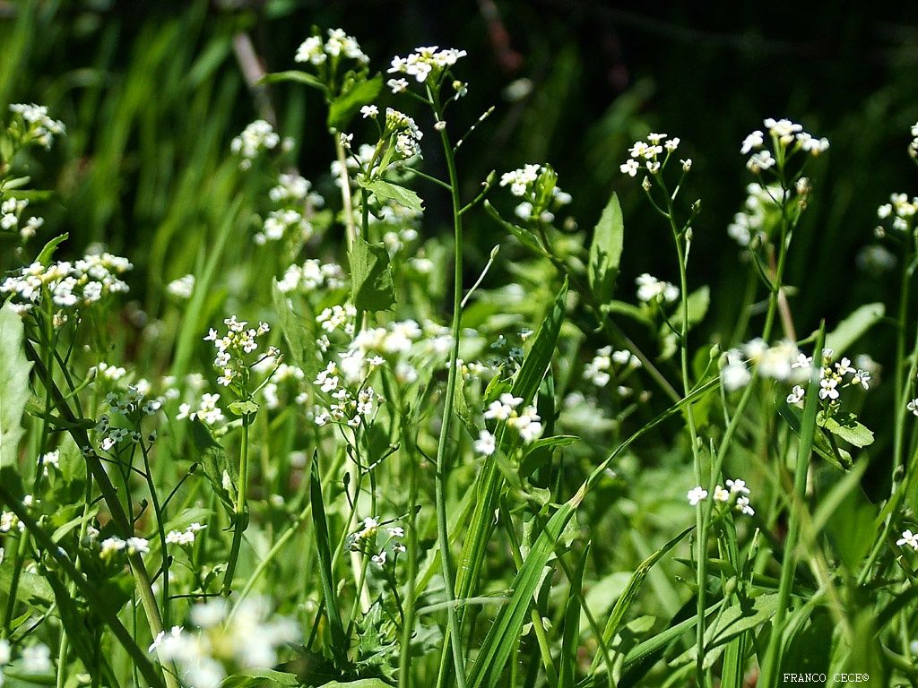 fiori