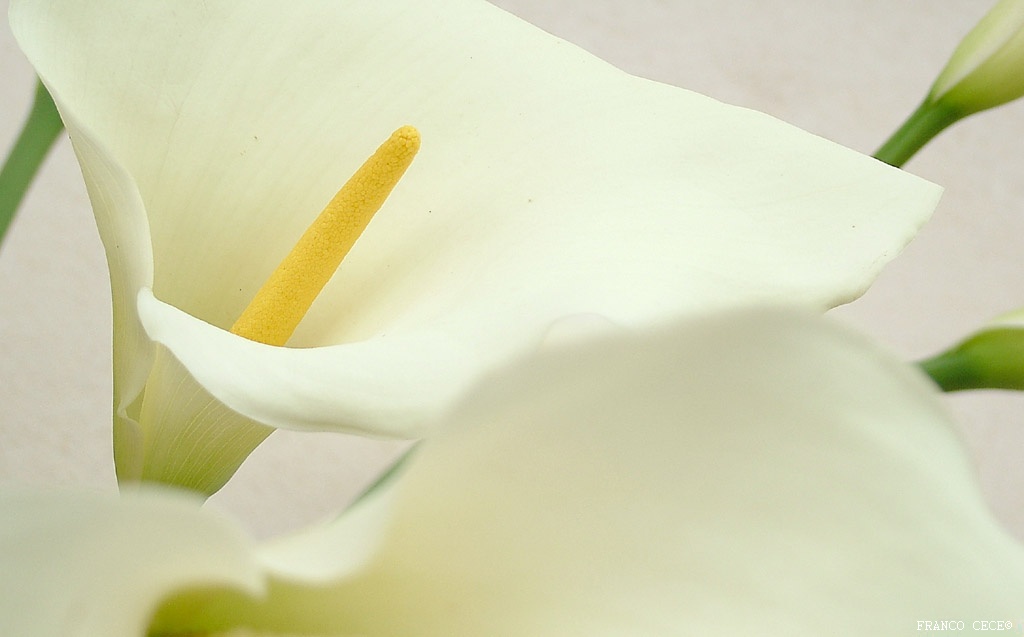 fiore