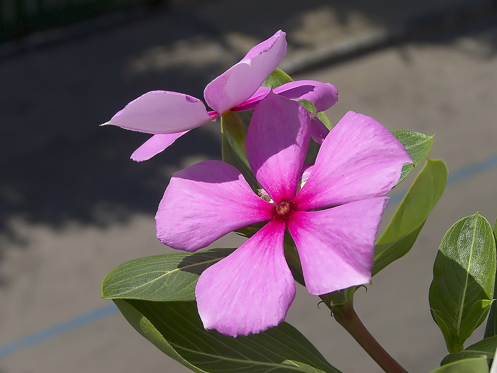 Macro