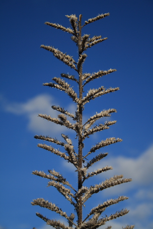 natura1