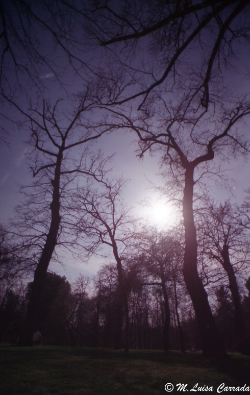 alberi/1