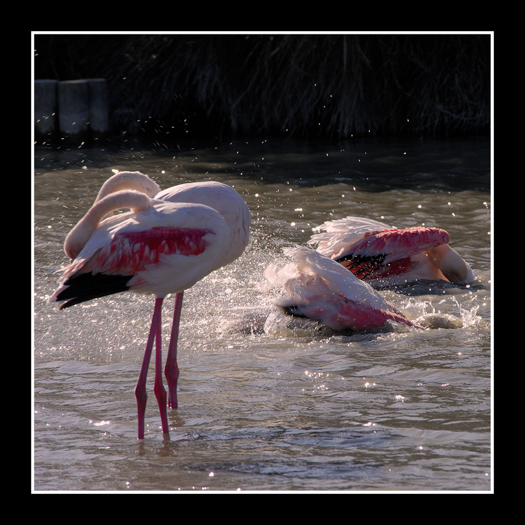 flamant 02