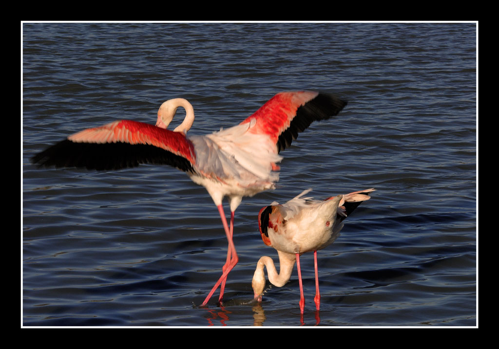 flamant 03
