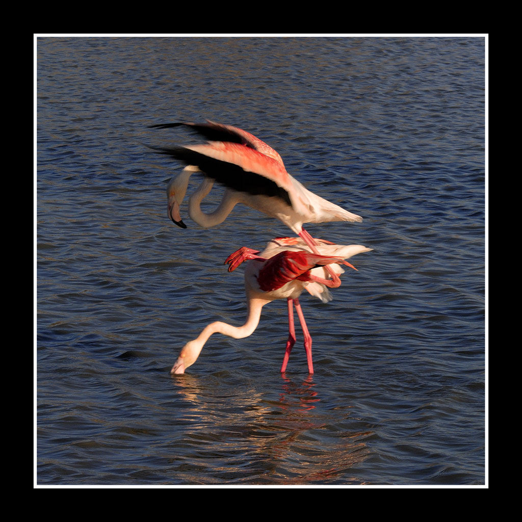 flamant 04