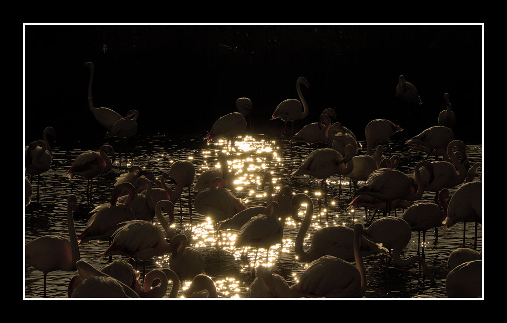 flamant 06
