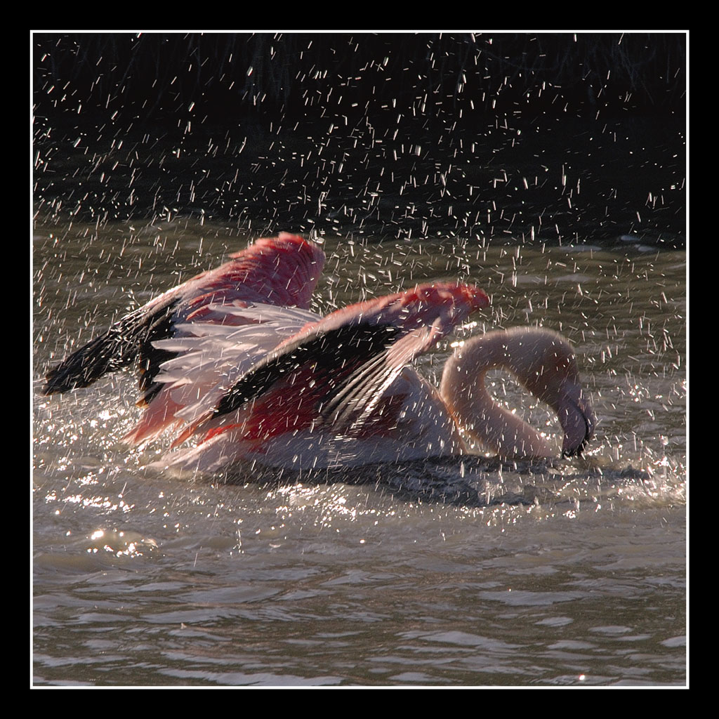 flamant 11