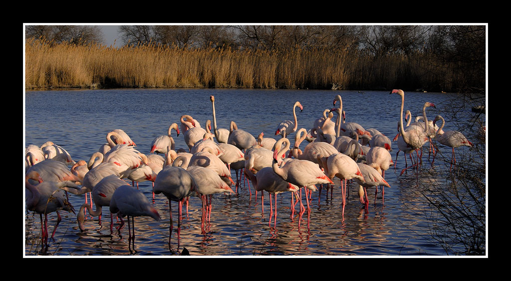 flamant 12