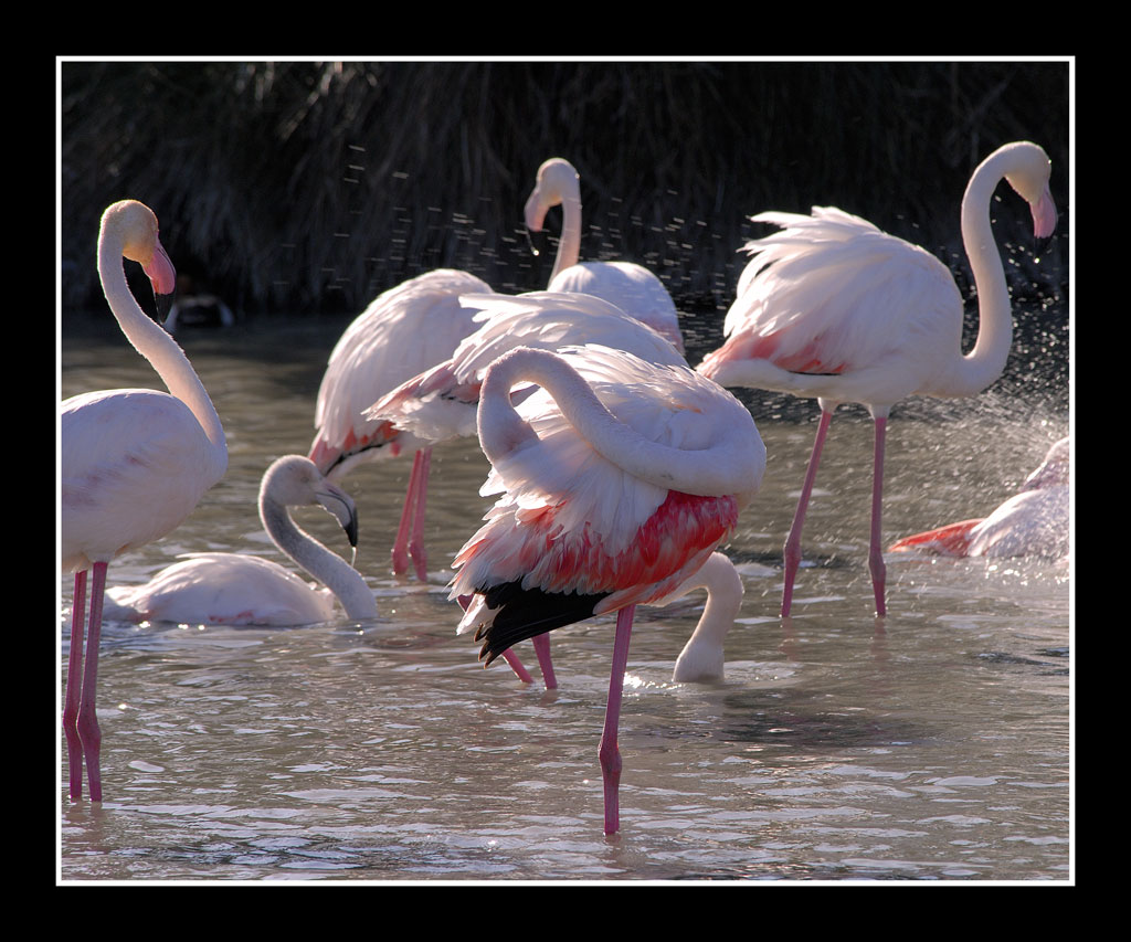 flamant 13