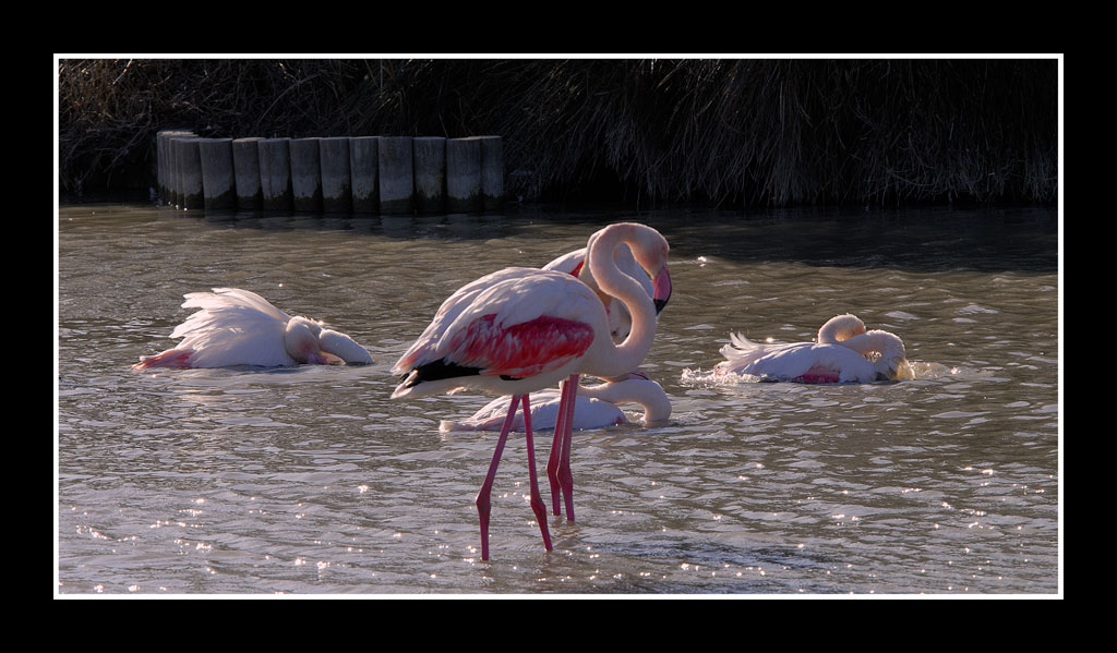 flamant 14