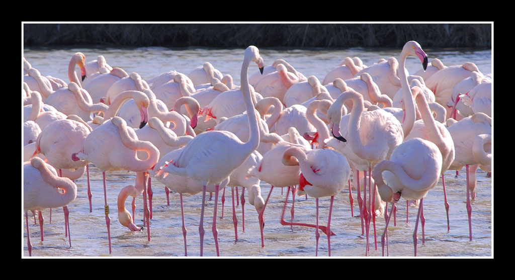 flamants 15