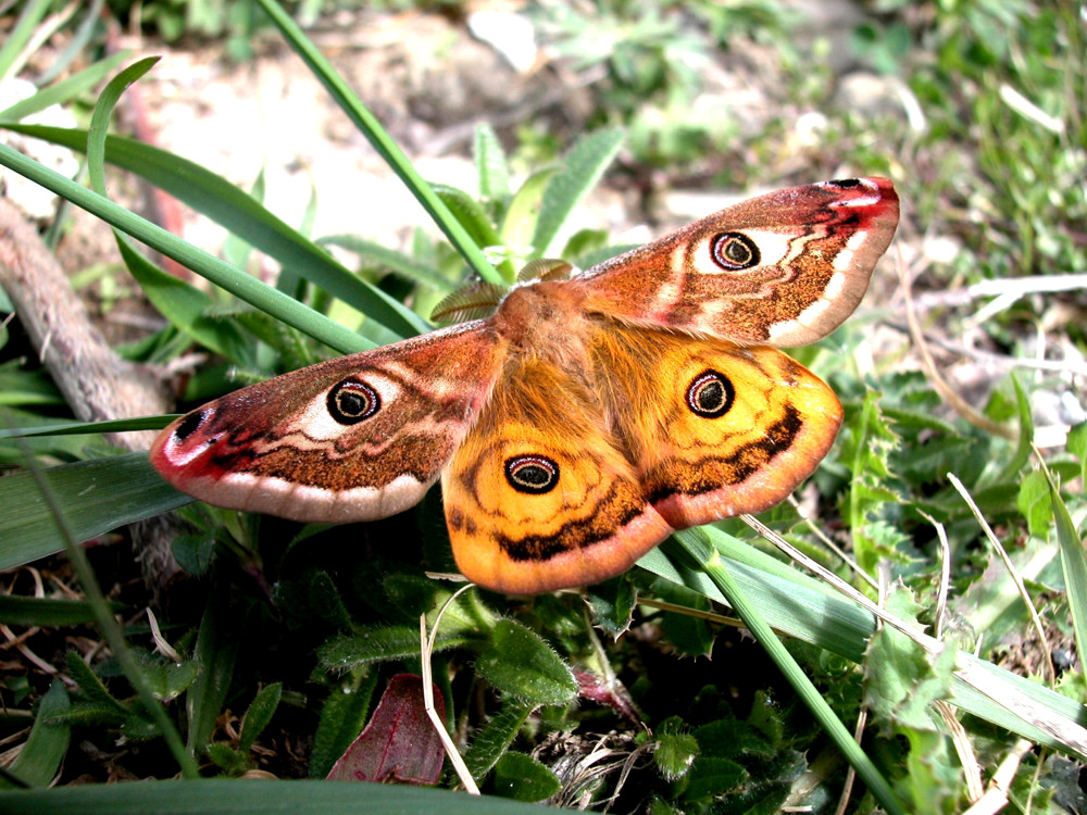 FARFALLA