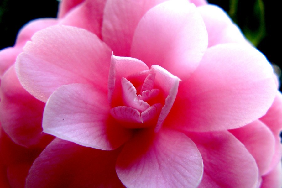 Camelia