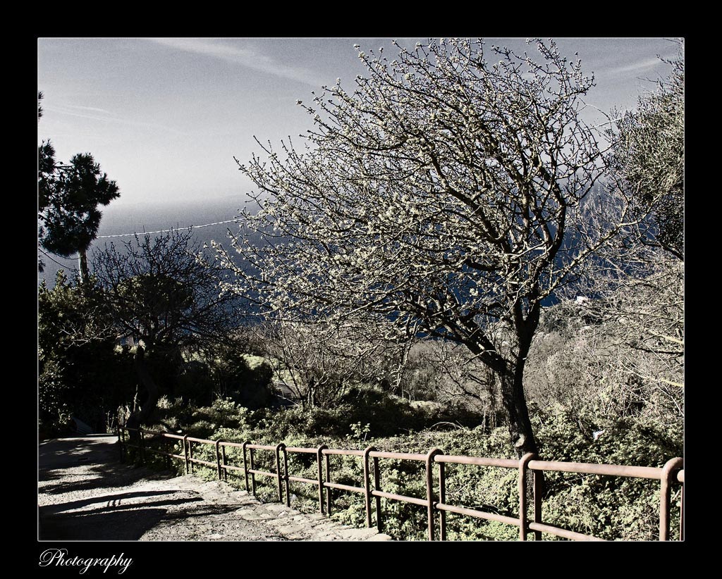 vialetto