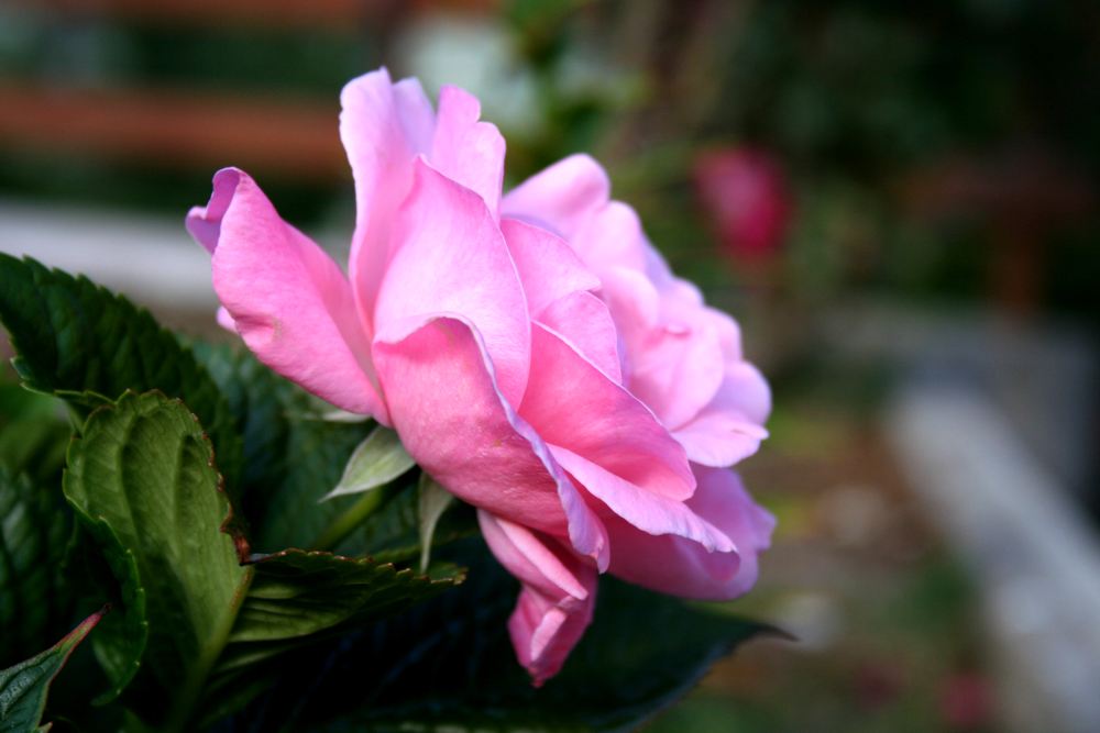 ROSA