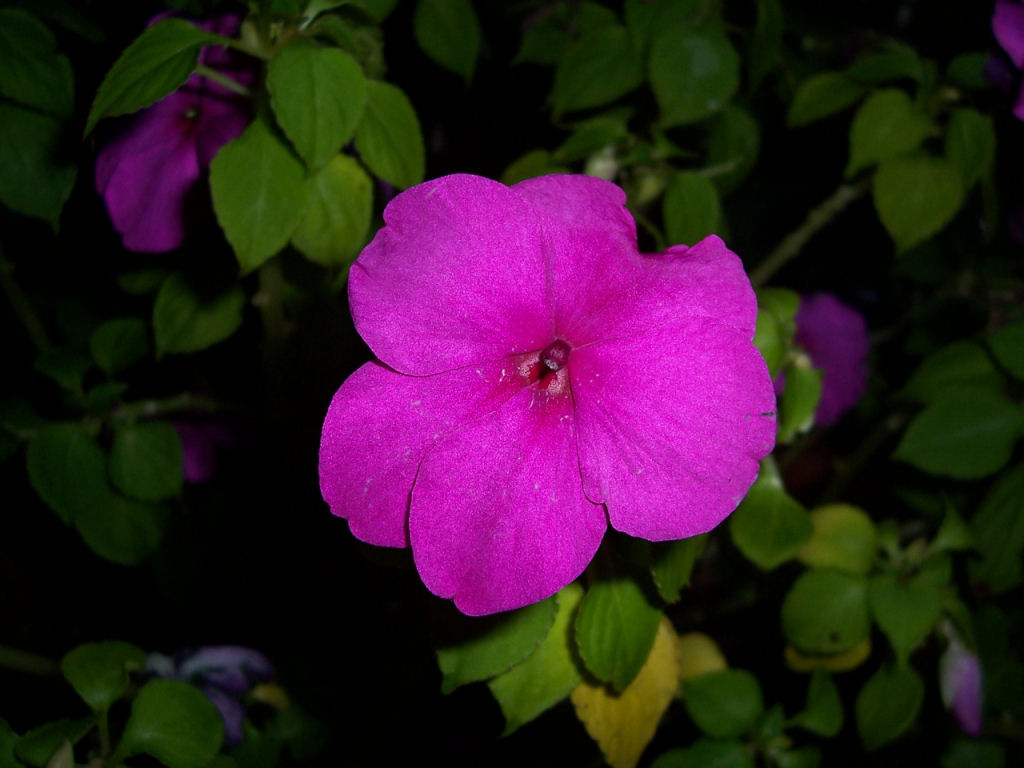 Fiore notturno