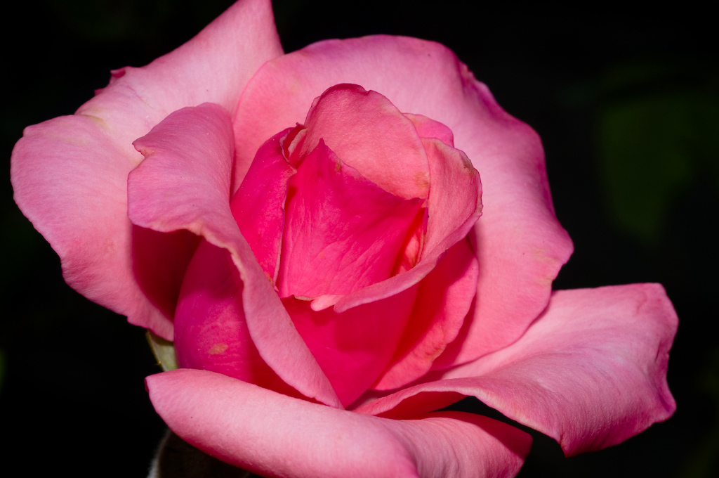Think pink