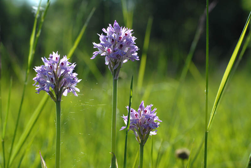 Orchis tridentata 2008