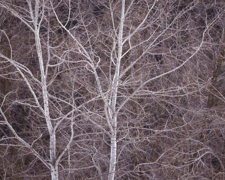 Inverno secco