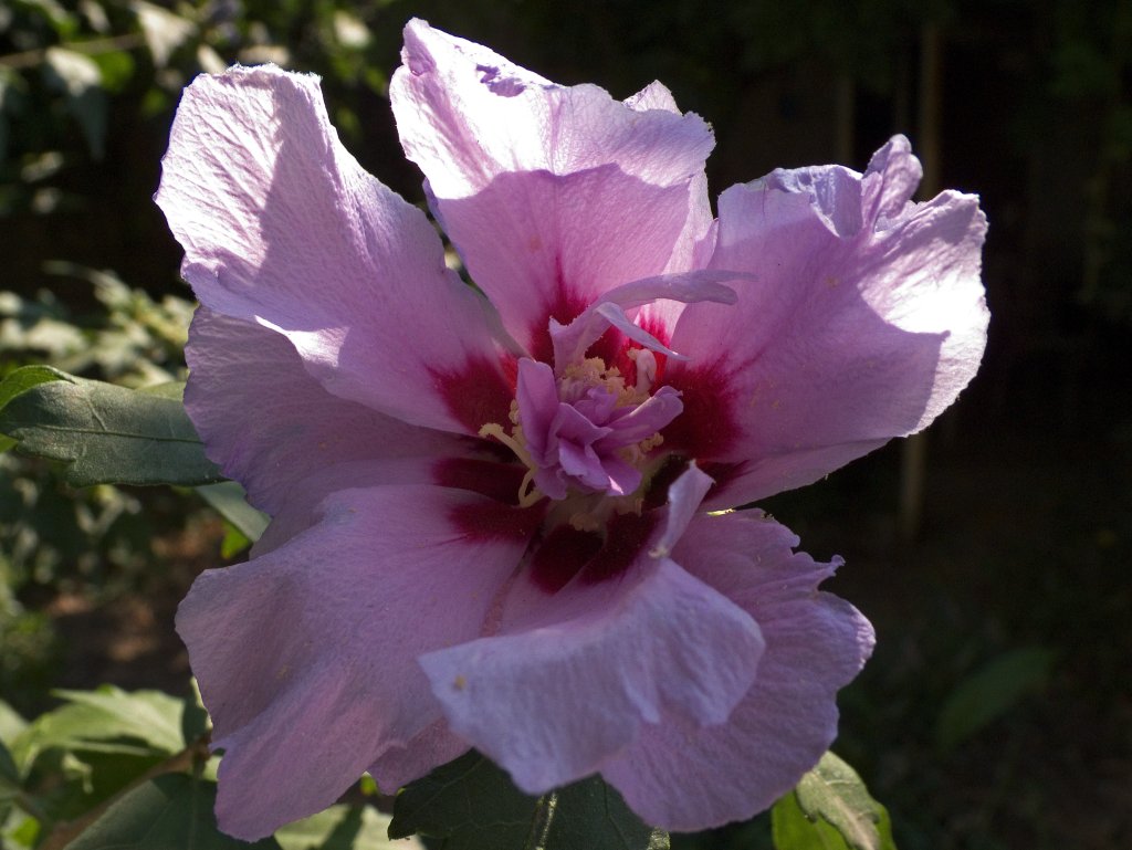 Fiore
