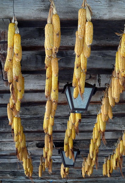 corn