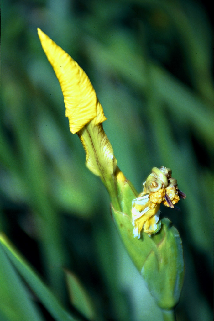 Bocciolo di Iris giallo