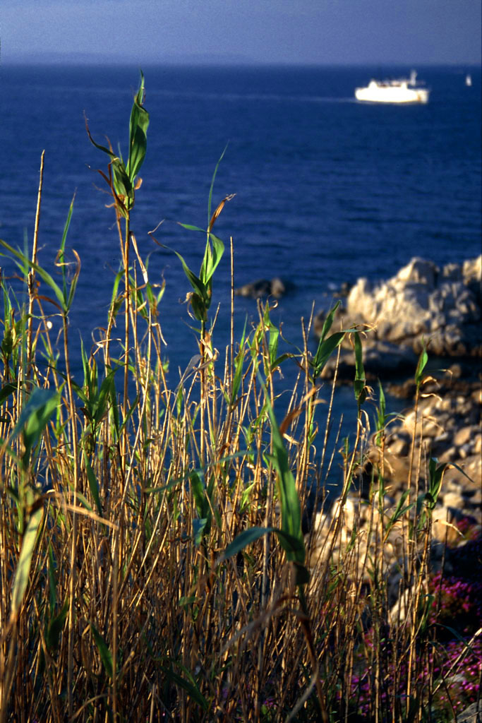 Canne