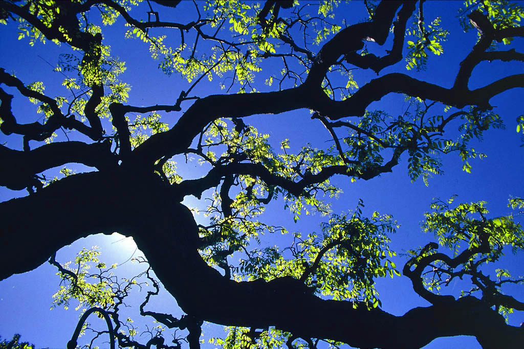 albero illuminato