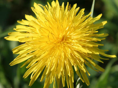 il fiore giallo