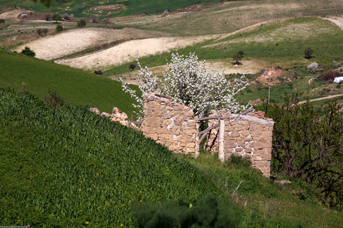 mandorlo in fiore