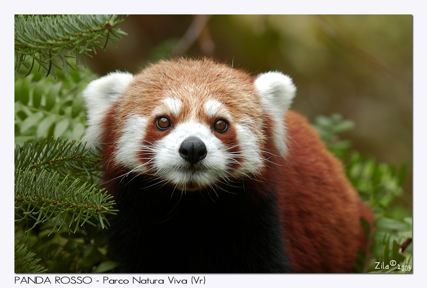 Panda Rosso