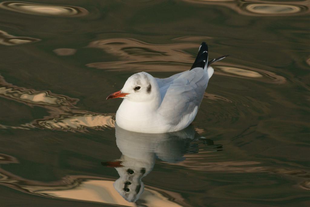 riflessi