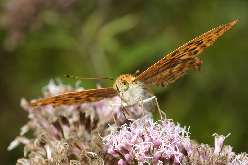 farfalla