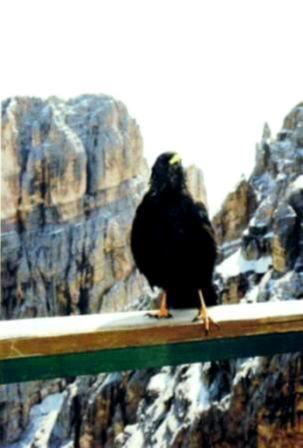 corvo in posa