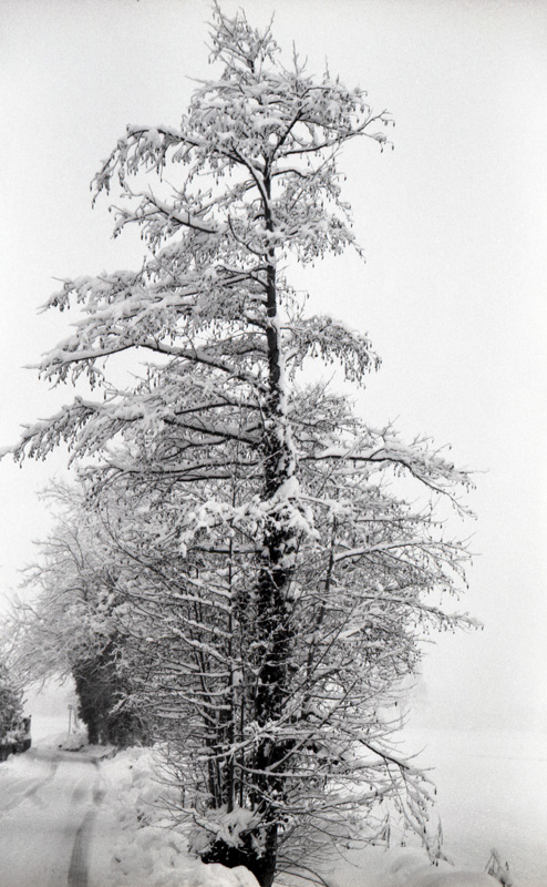 Snow tree